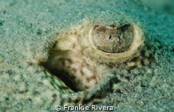 Into the eye by Frankie Rivera 